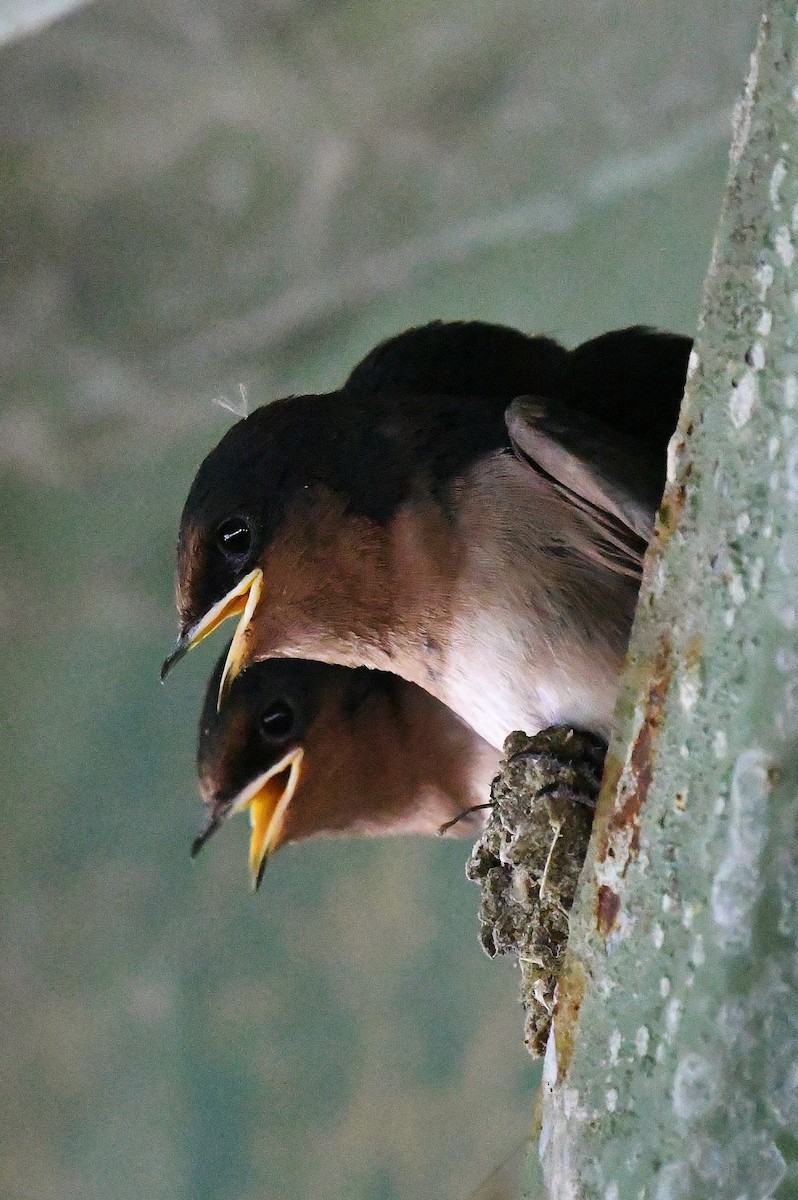 Welcome Swallow - Terence Alexander