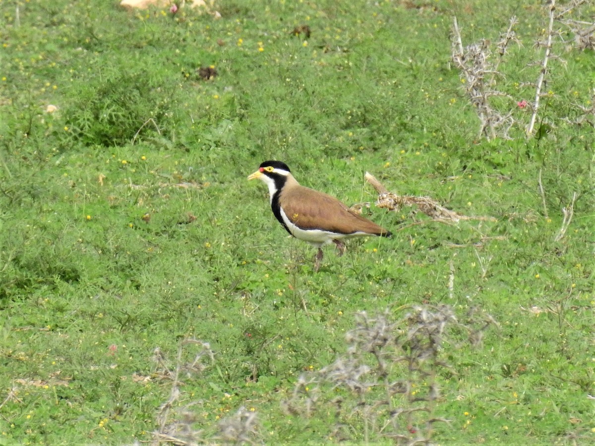 Banded Lapwing - ML69232771