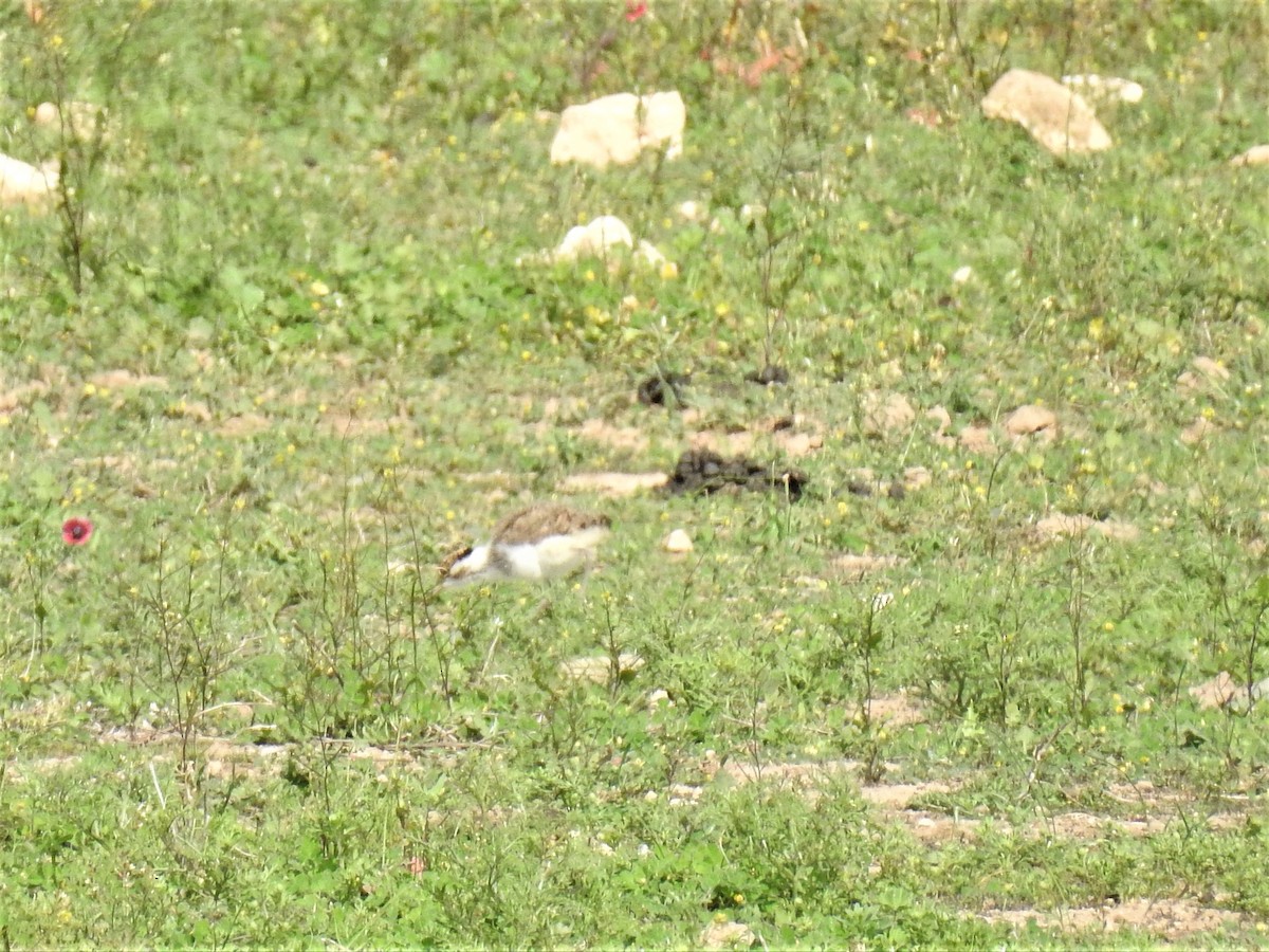 Banded Lapwing - ML69232781