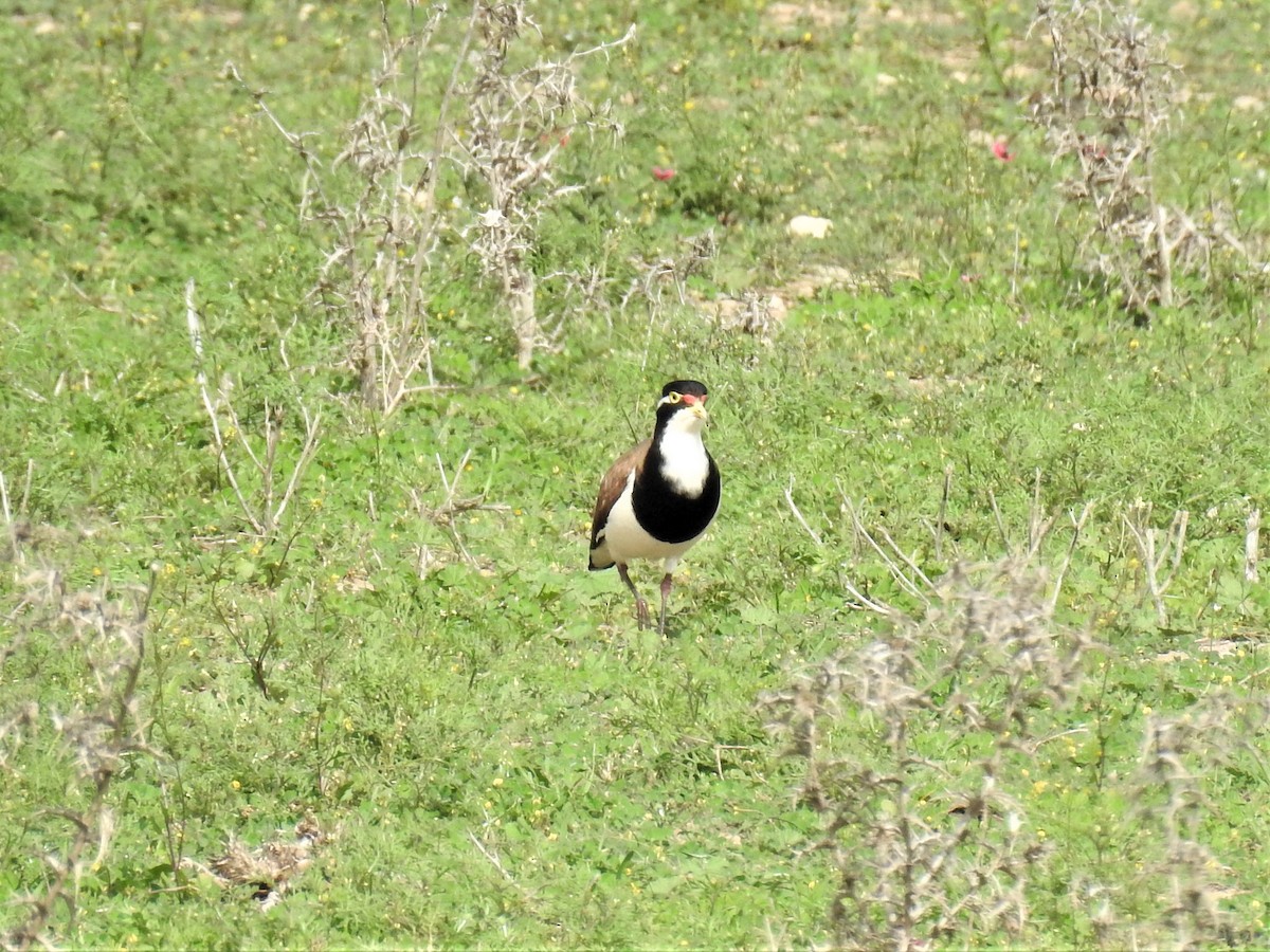 Banded Lapwing - ML69232791