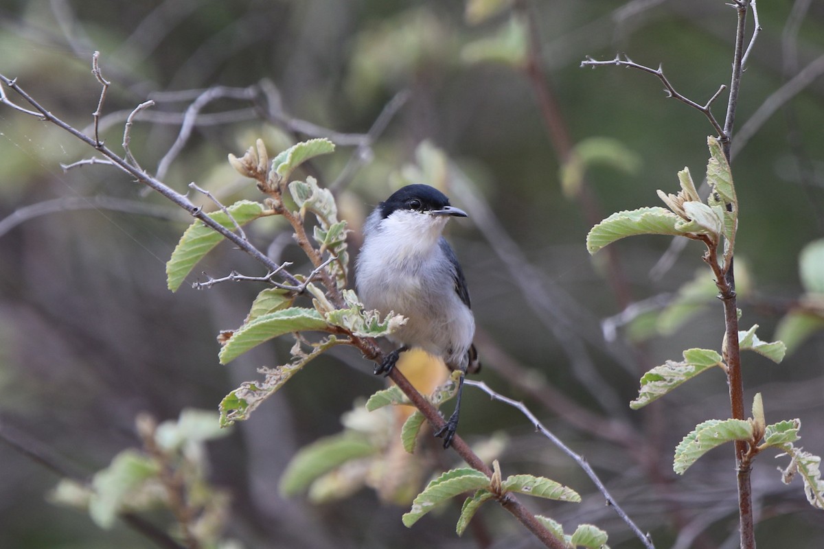 Tropical Gnatcatcher - Ian Thompson