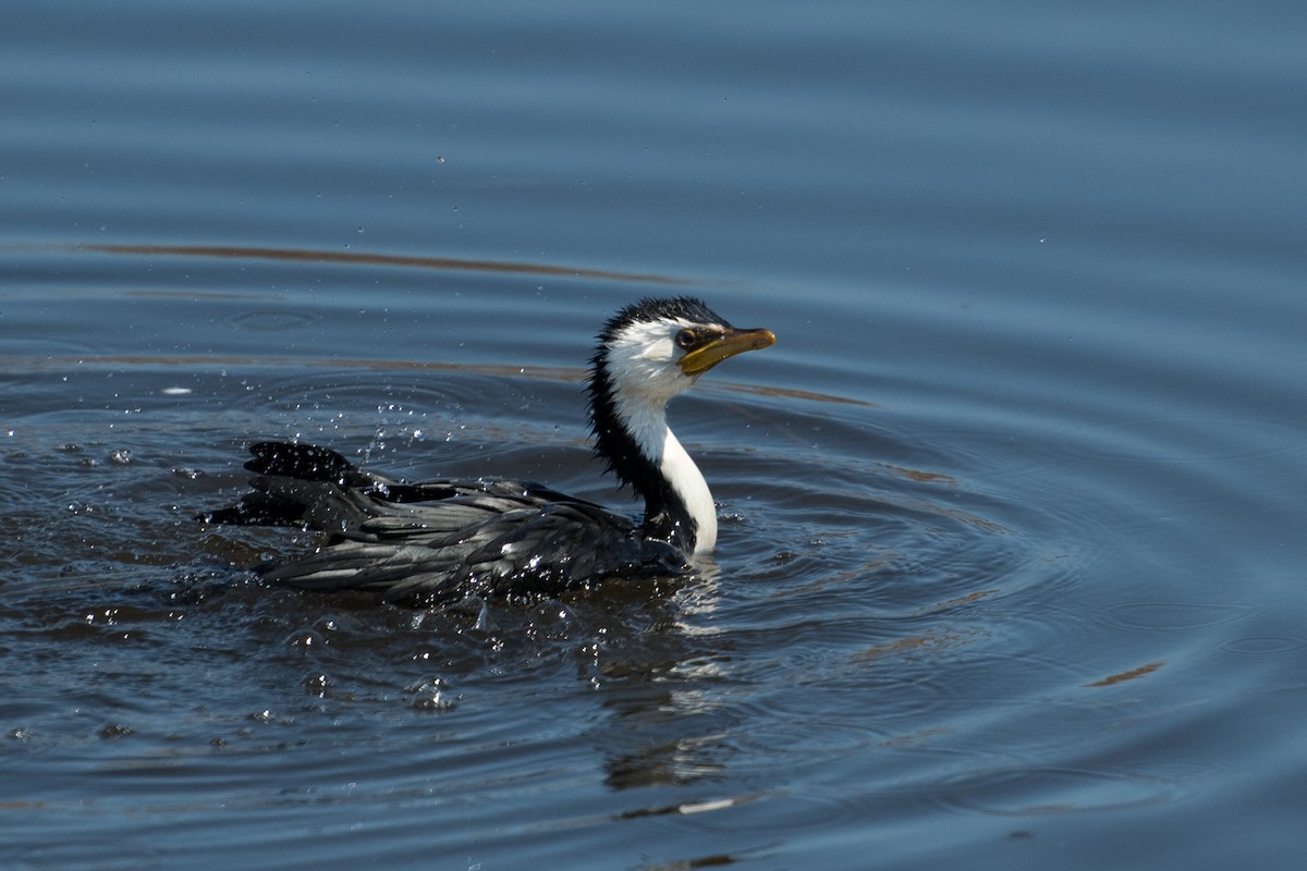 Little Pied Cormorant - ML69233991