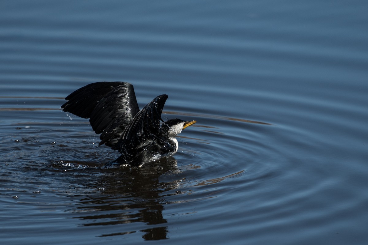 Little Pied Cormorant - ML69234001