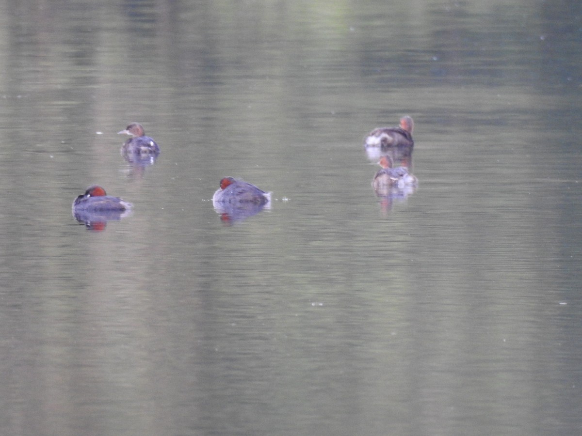 Little Grebe (Tricolored) - ML69234311