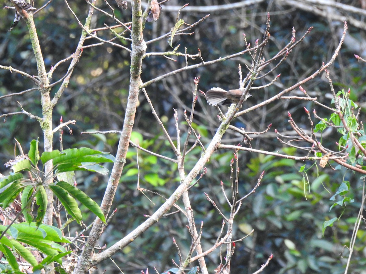 Brown-capped Fantail - ML69234361