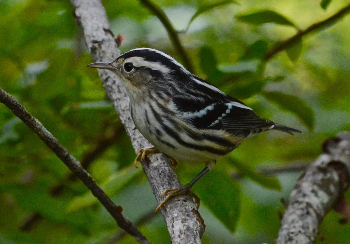 Black-and-white Warbler - Suzanne Sullivan