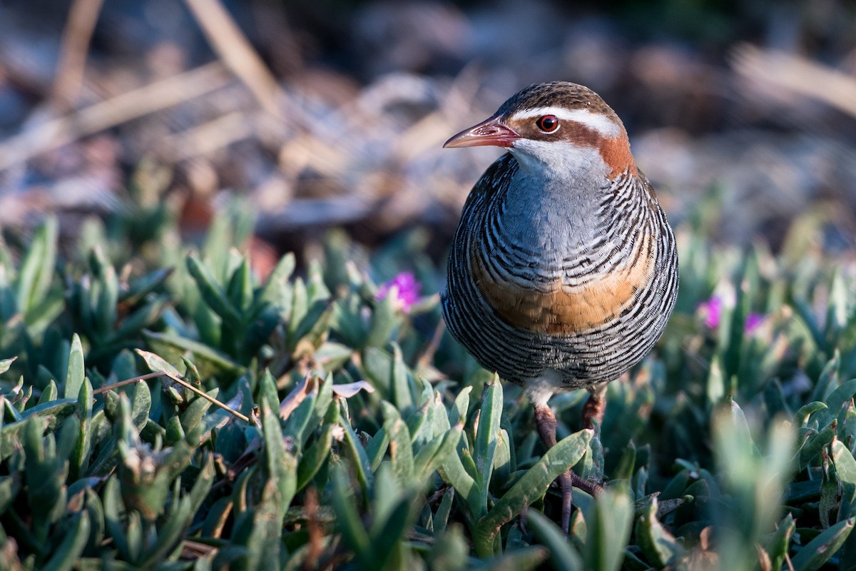 Buff-banded Rail - Hayley Alexander