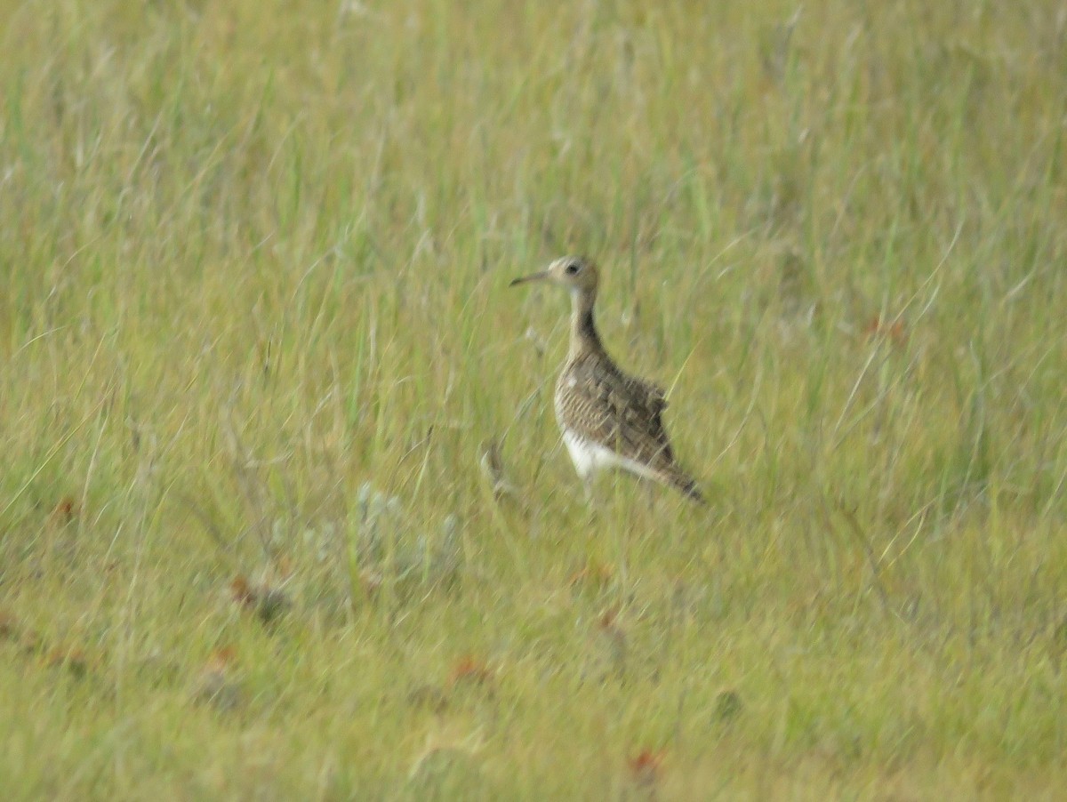 Upland Sandpiper - ML69235171