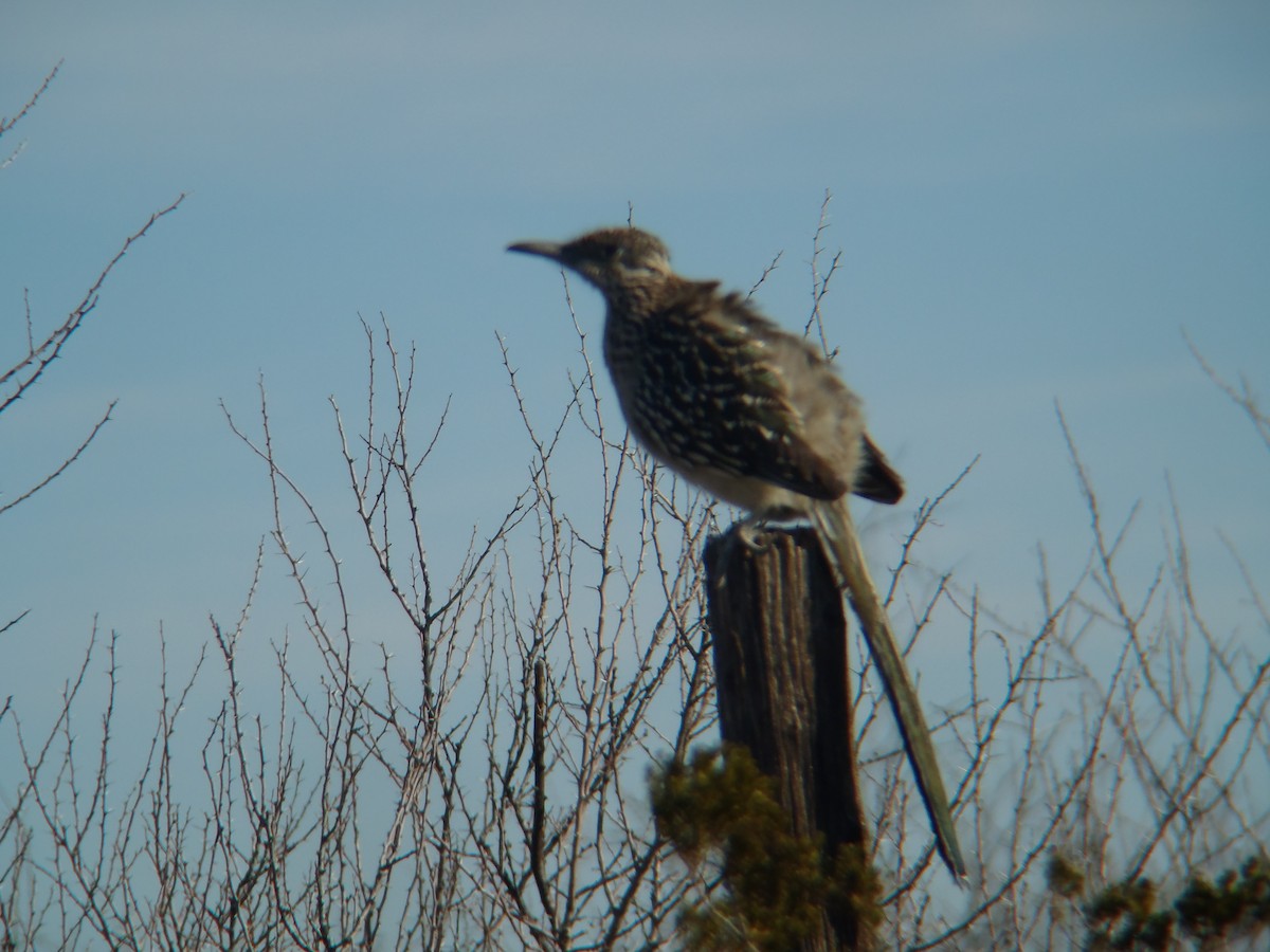 Greater Roadrunner - Ryne Rutherford