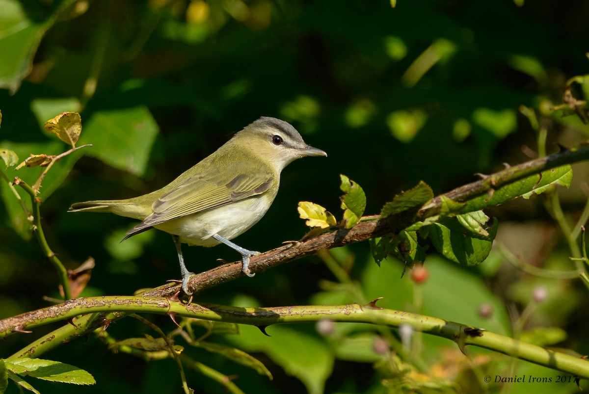 Red-eyed Vireo - Daniel Irons