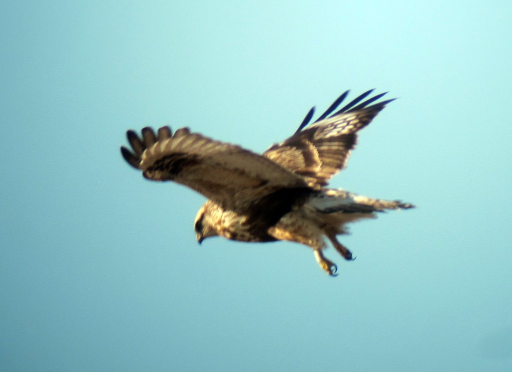 Rough-legged Hawk - ML69238691