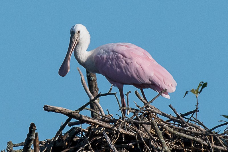 Roseate Spoonbill - Mike Vogel