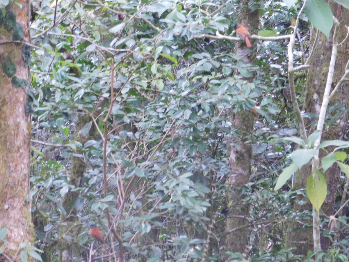 Malagasy Paradise-Flycatcher - James Lee