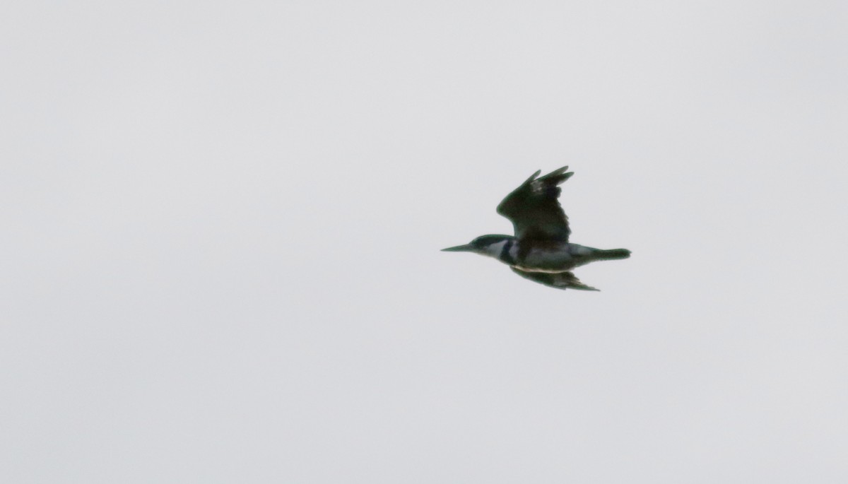 Belted Kingfisher - ML69240421