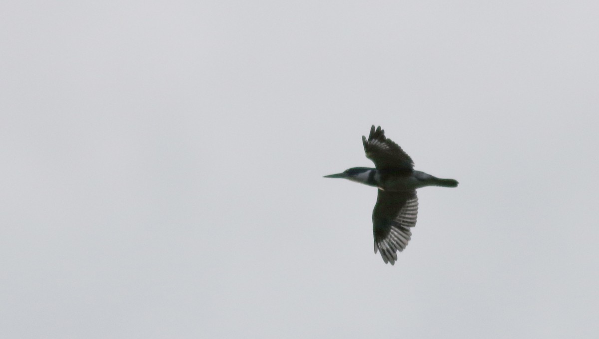 Belted Kingfisher - ML69240431
