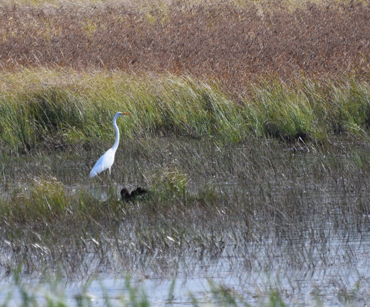 Great Egret - ML69241461