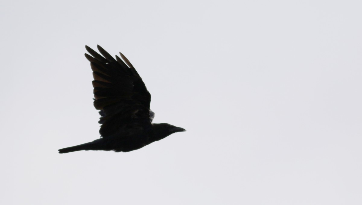 American Crow - ML69241761