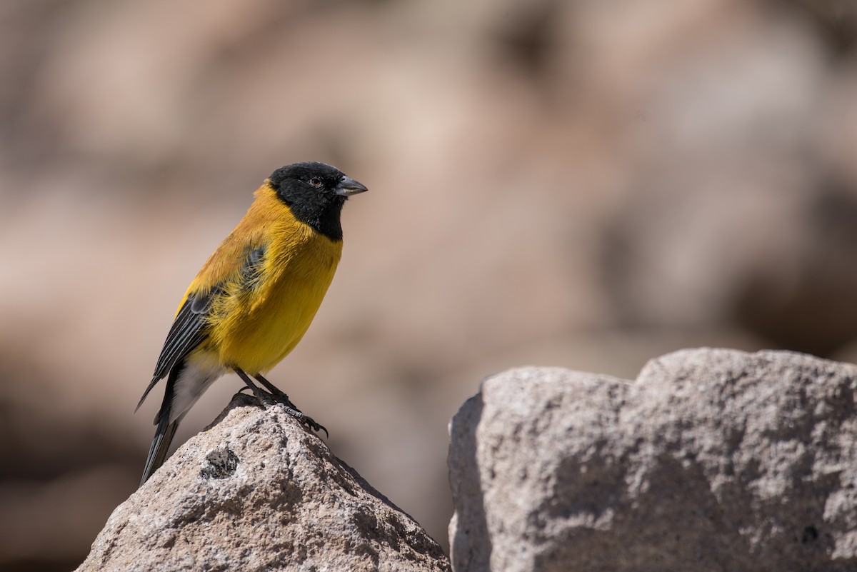 Black-hooded Sierra Finch - Vicente Pantoja Maggi