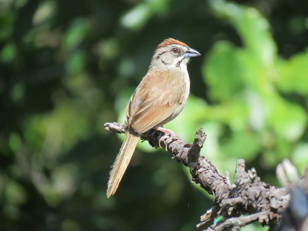 Rusty Sparrow - ML69244611