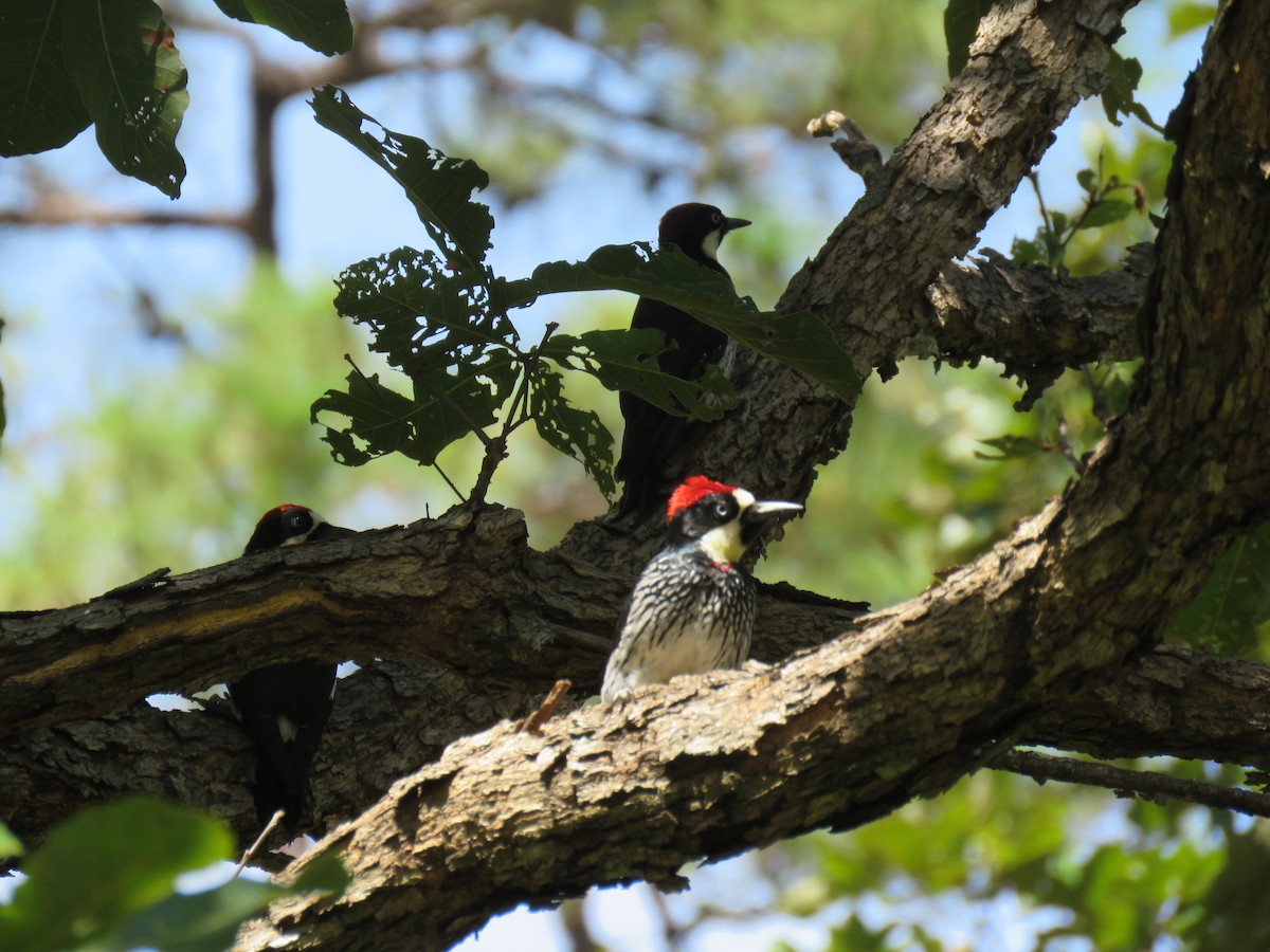 Acorn Woodpecker - ML69245241