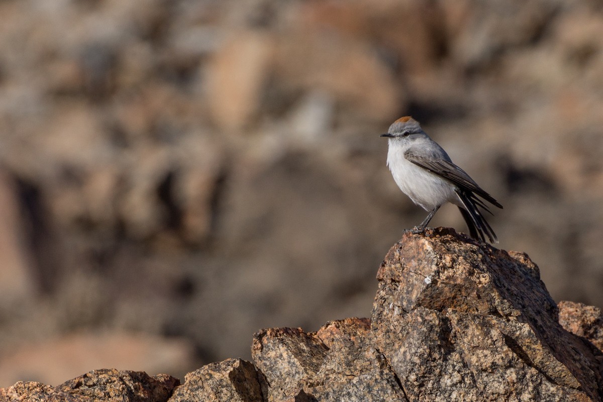 Rufous-naped Ground-Tyrant - ML69245511