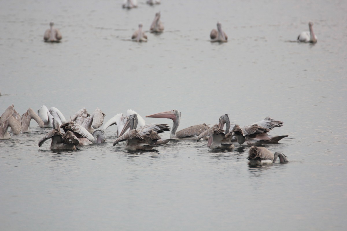pelikán skvrnozobý - ML69246051