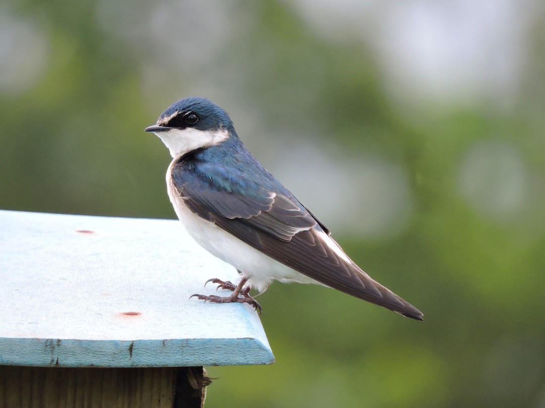 White-rumped Swallow - Fábio Luís Mello