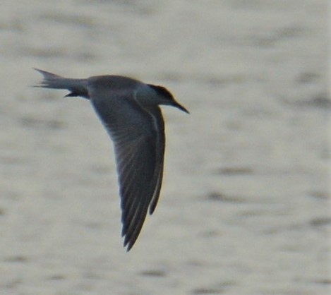 Common Tern - ML69247711