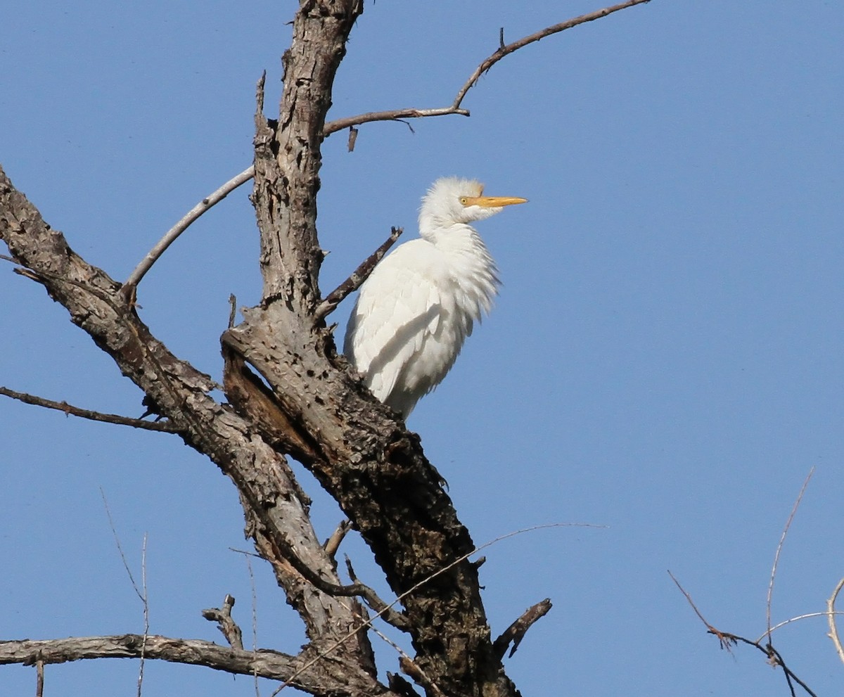 Western Cattle Egret - ML69249171