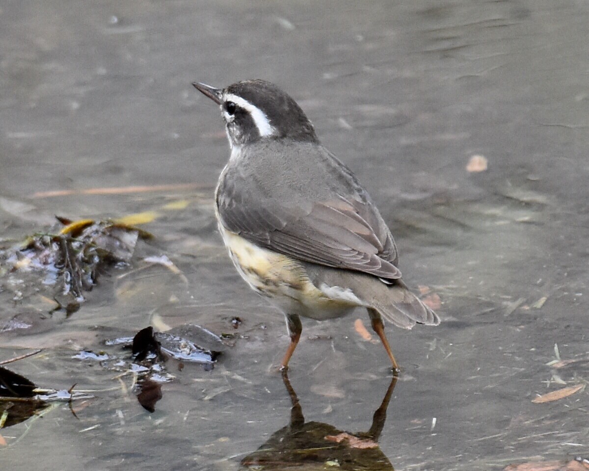 Louisiana Waterthrush - Don Hoechlin