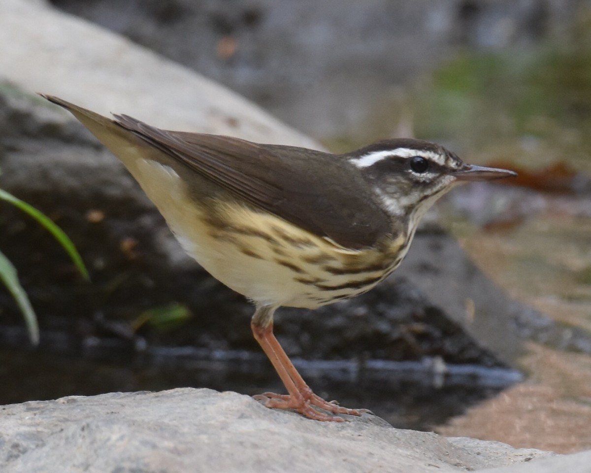 Louisiana Waterthrush - Don Hoechlin