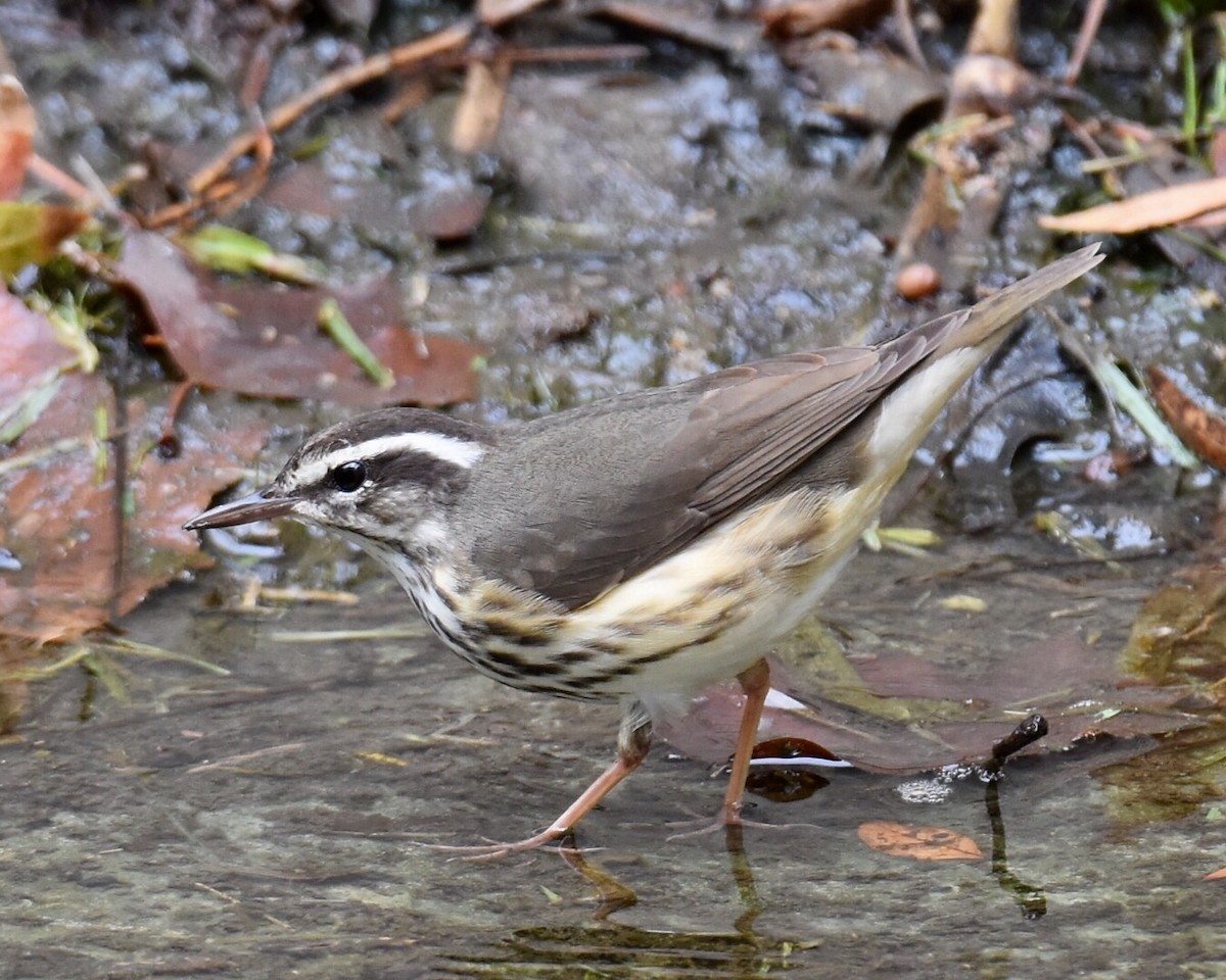 Louisiana Waterthrush - Don Hoechlin