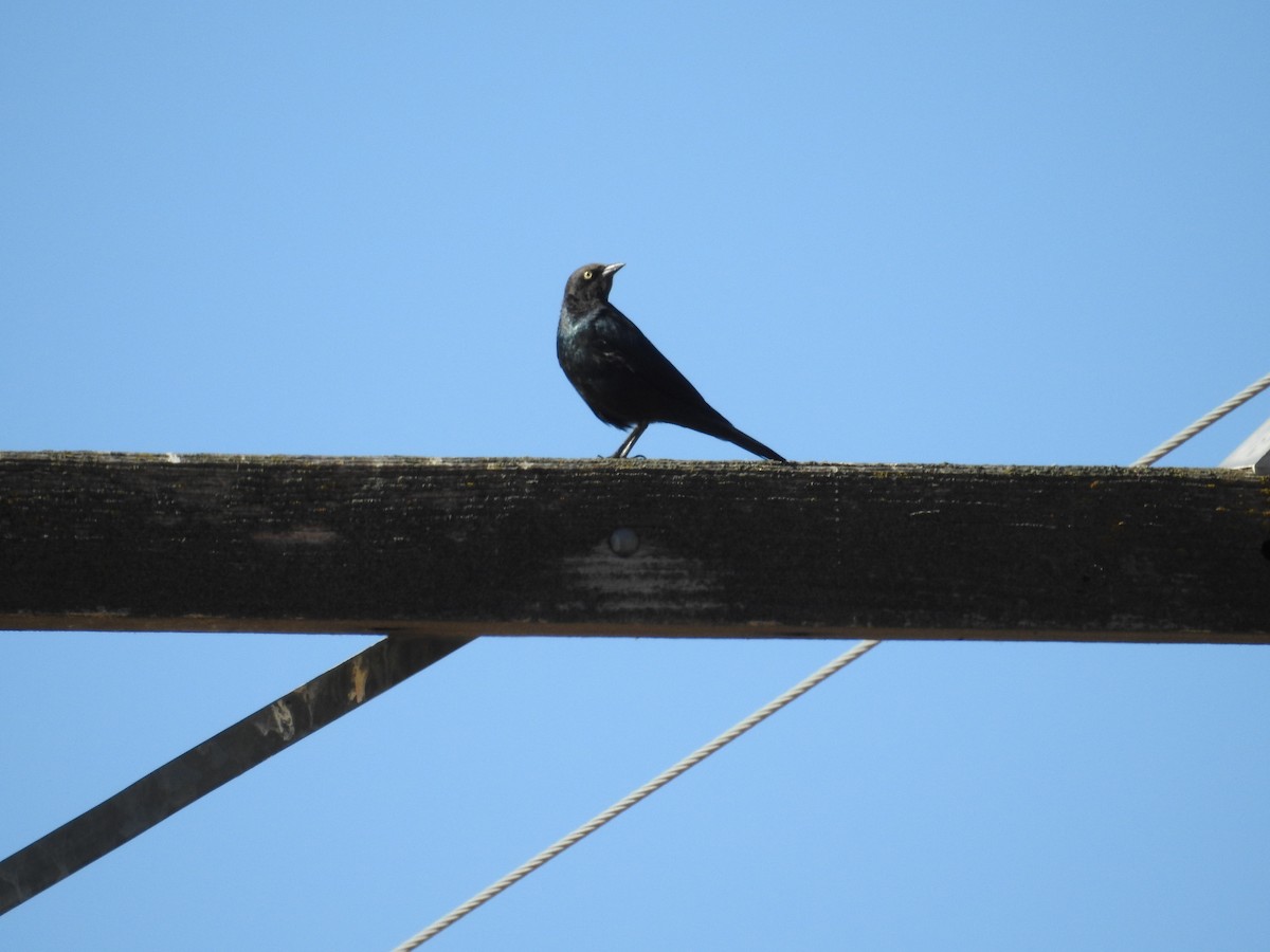 Brewer's Blackbird - Neill Vanhinsberg