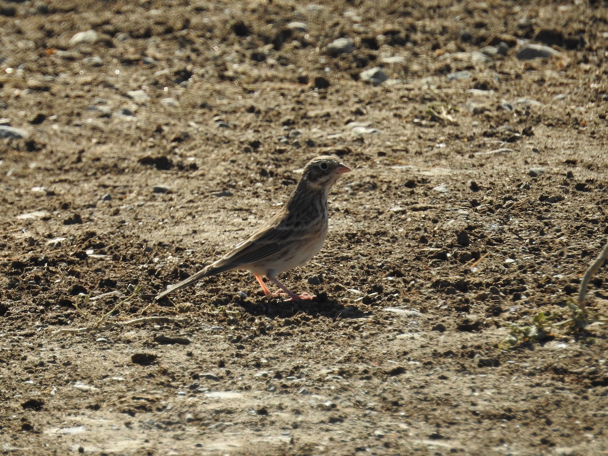 Vesper Sparrow - Neill Vanhinsberg