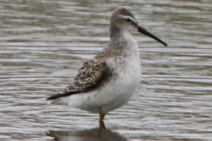 Stilt Sandpiper - ML69249911