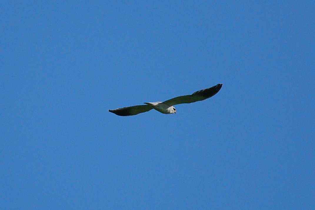 Black-winged Kite - Andre Vieira