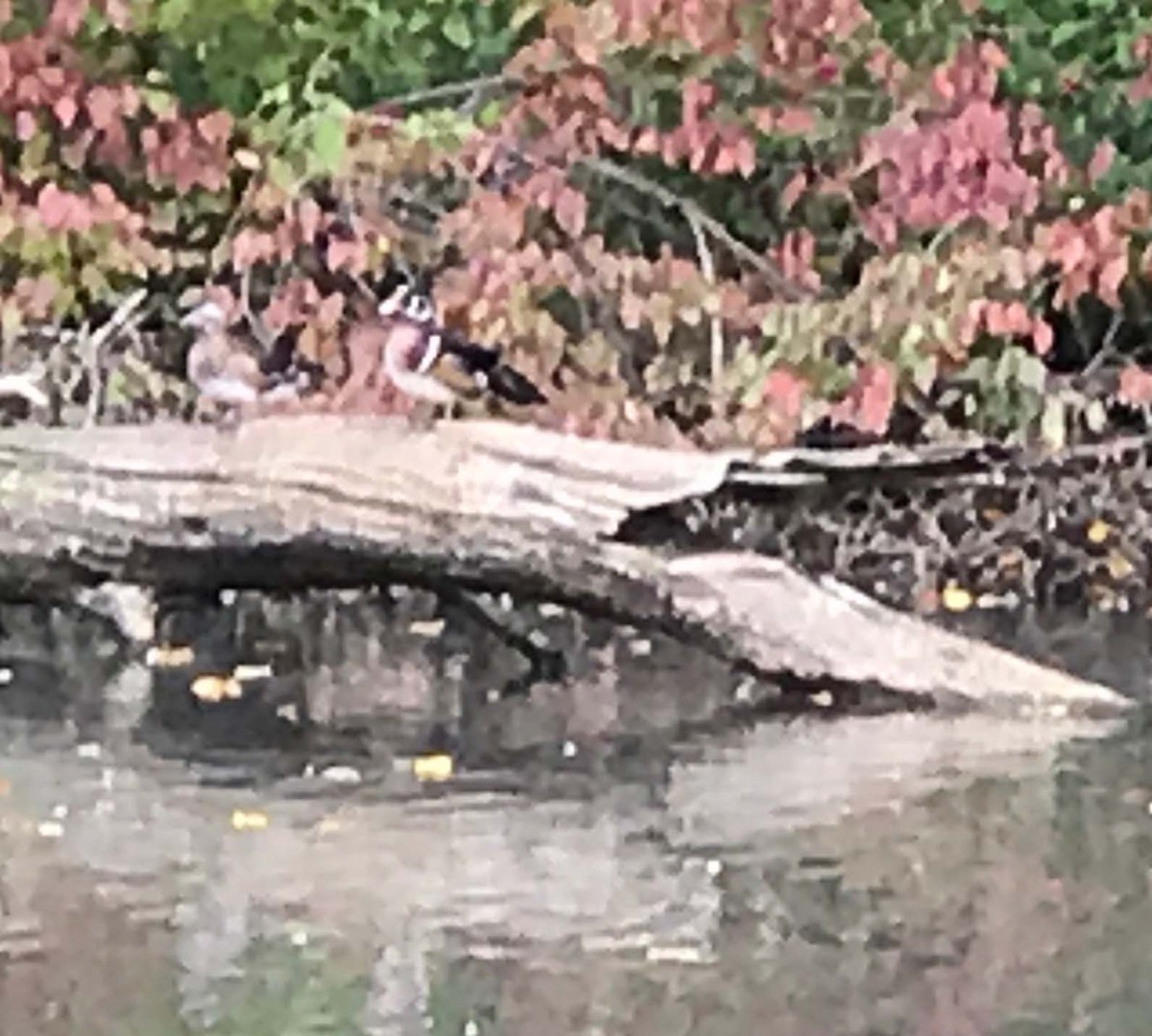 Wood Duck - ML69250421