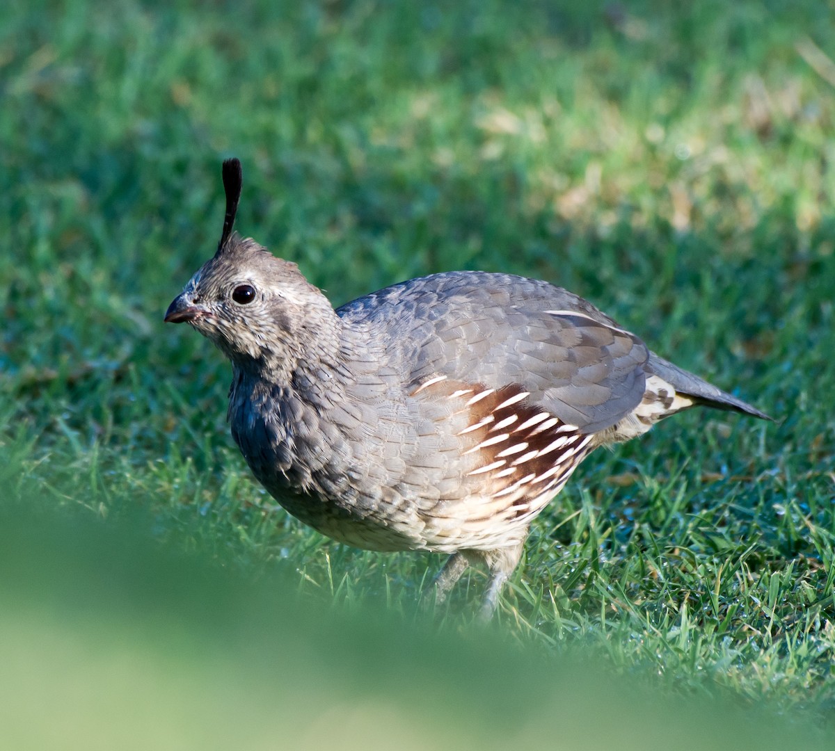 Gambel's Quail - Gordon Karre