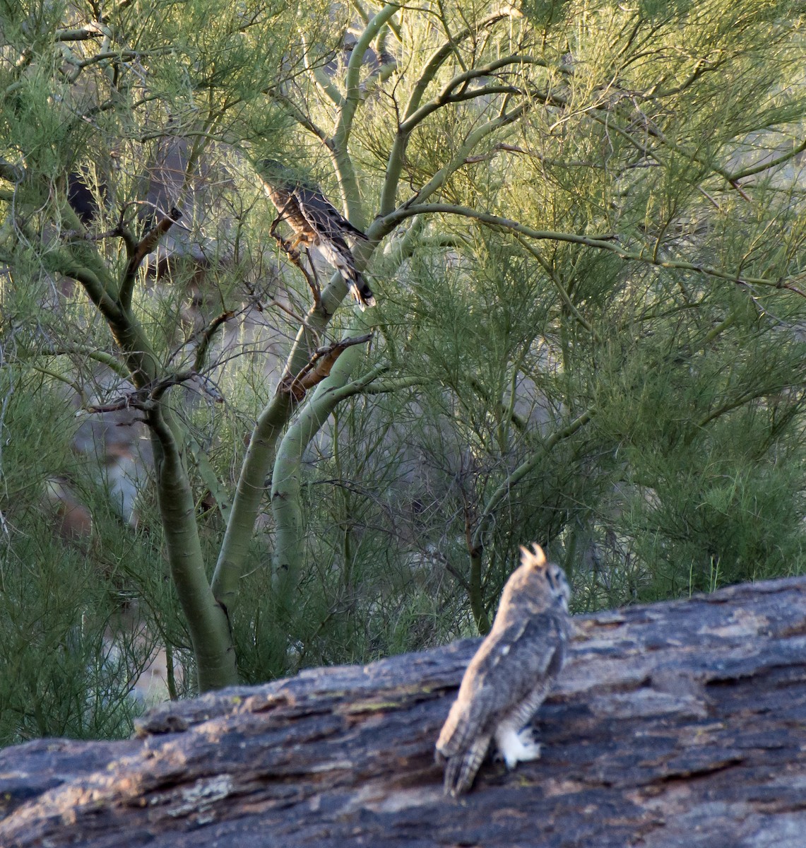 Cooper's Hawk - Gordon Karre