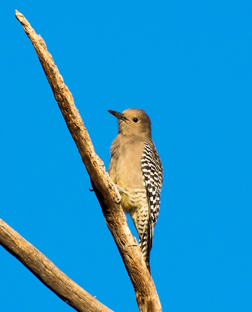 Gila Woodpecker - Gordon Karre