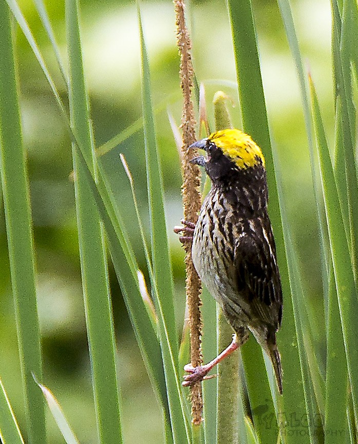 Streaked Weaver - Elangovan Visvanathan