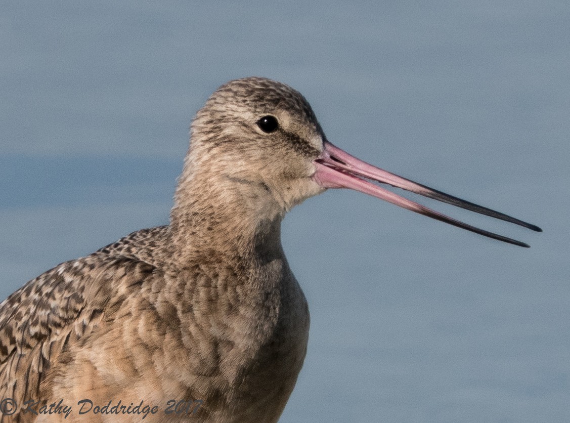 Marbled Godwit - ML69251721