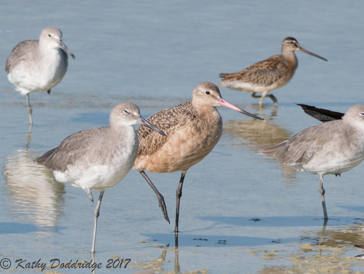 Marbled Godwit - ML69251731