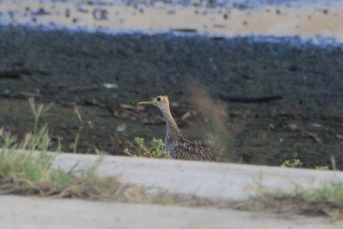 Upland Sandpiper - Vincent O'Brien