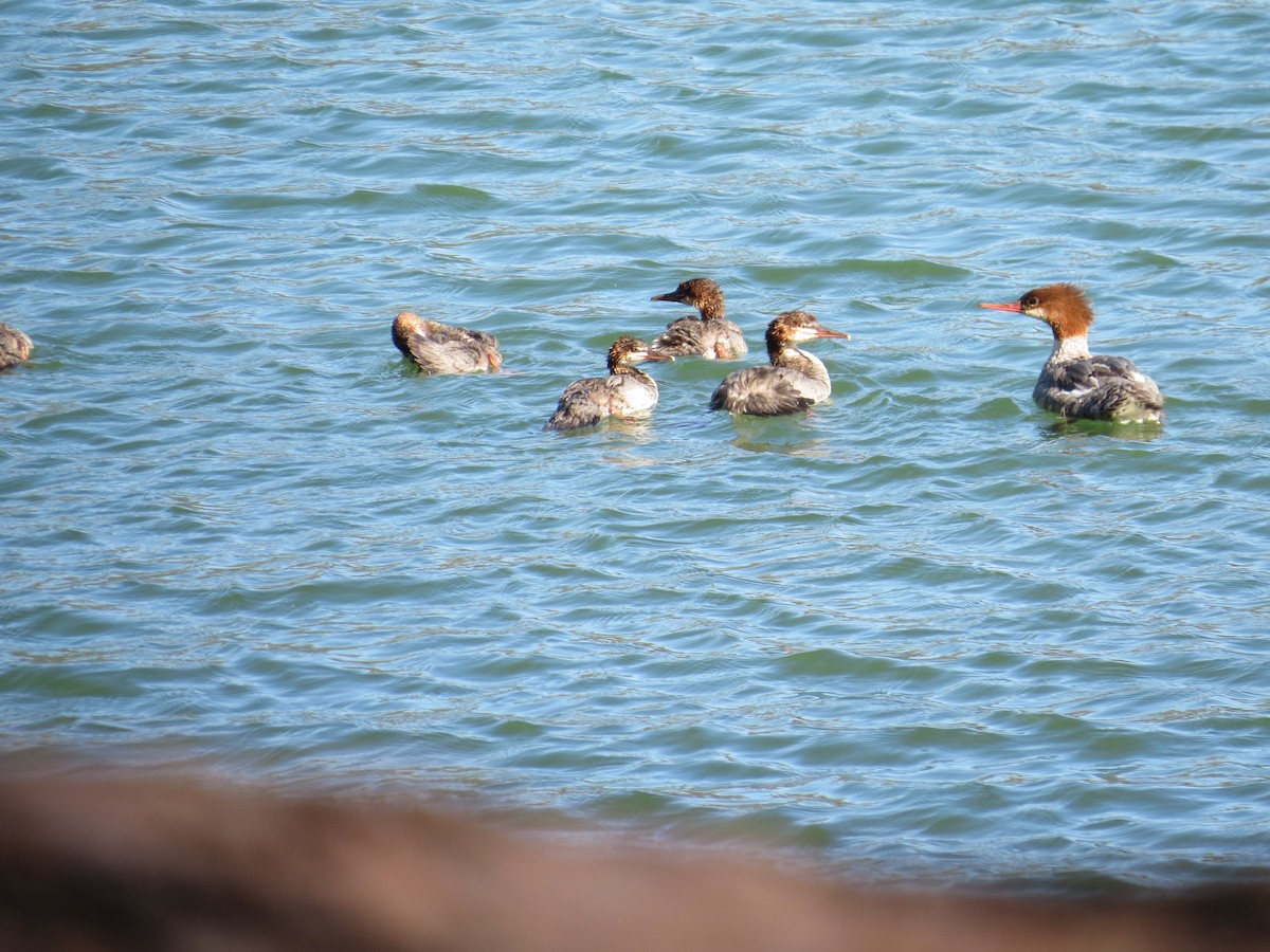 Common Merganser - ML69252131