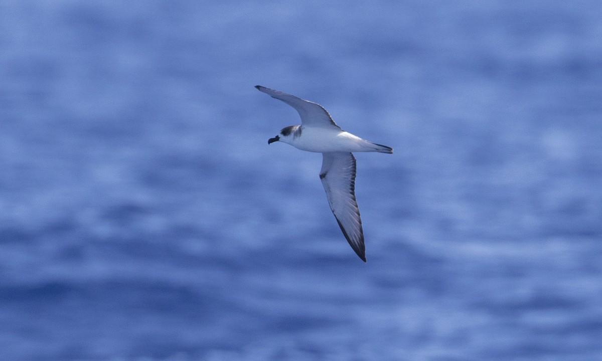 Juan Fernandez Petrel - ML69253691