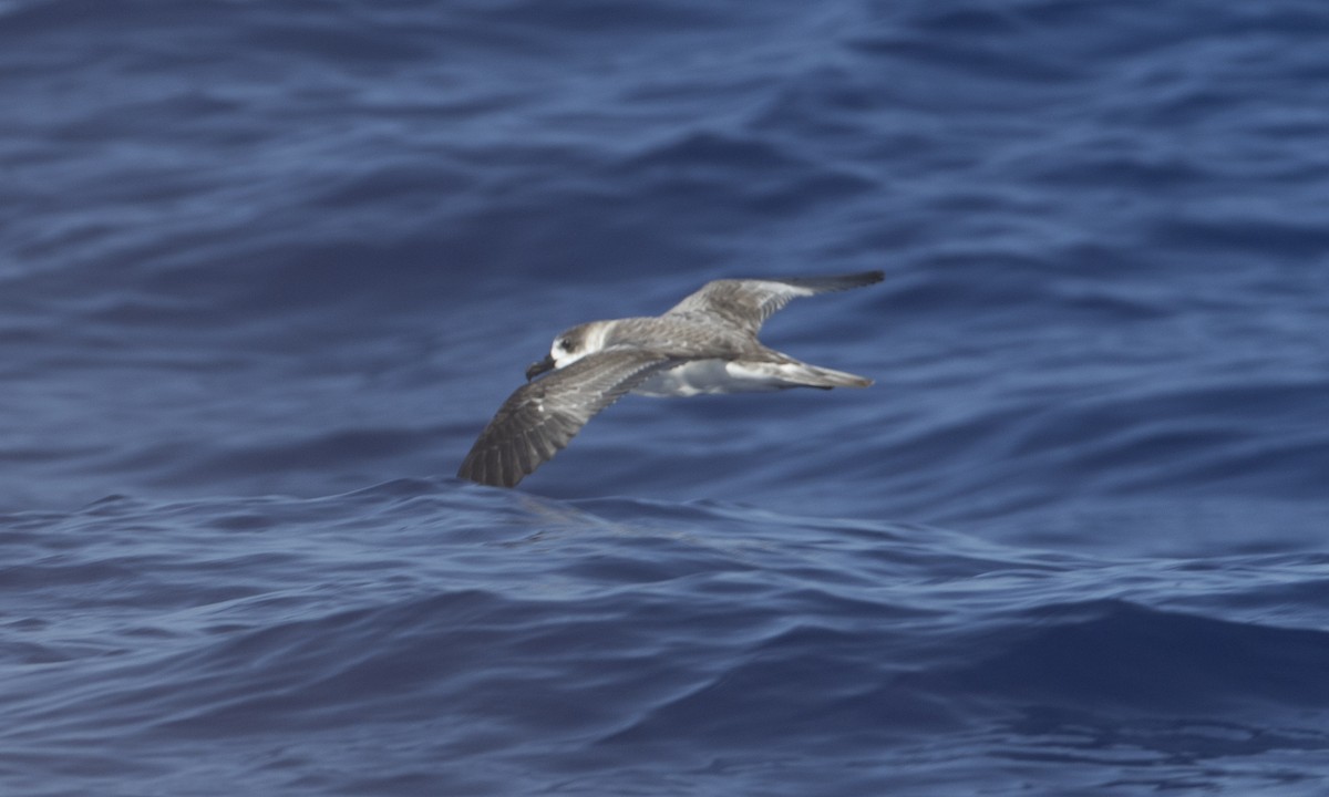 Juan Fernandez Petrel - ML69253721