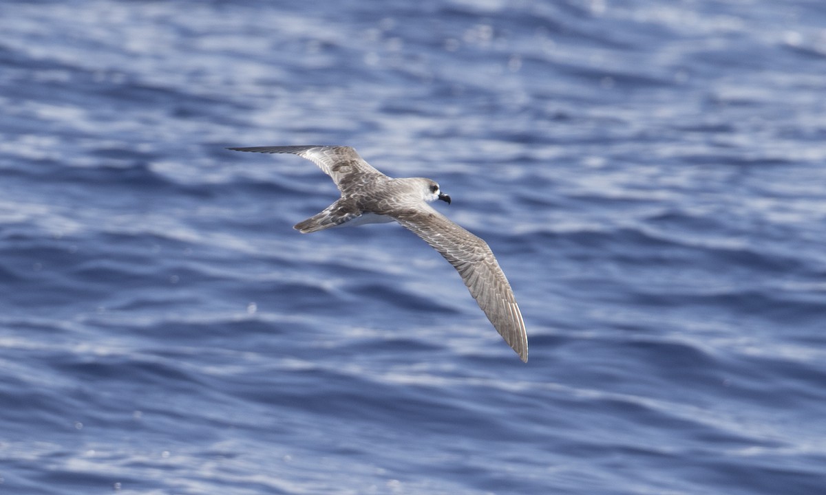 Petrel de las Juan Fernández - ML69253731