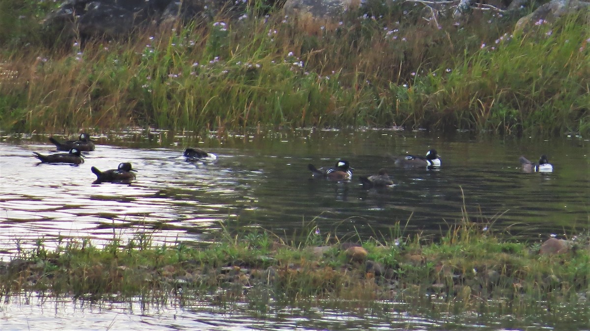 Hooded Merganser - ML69257021