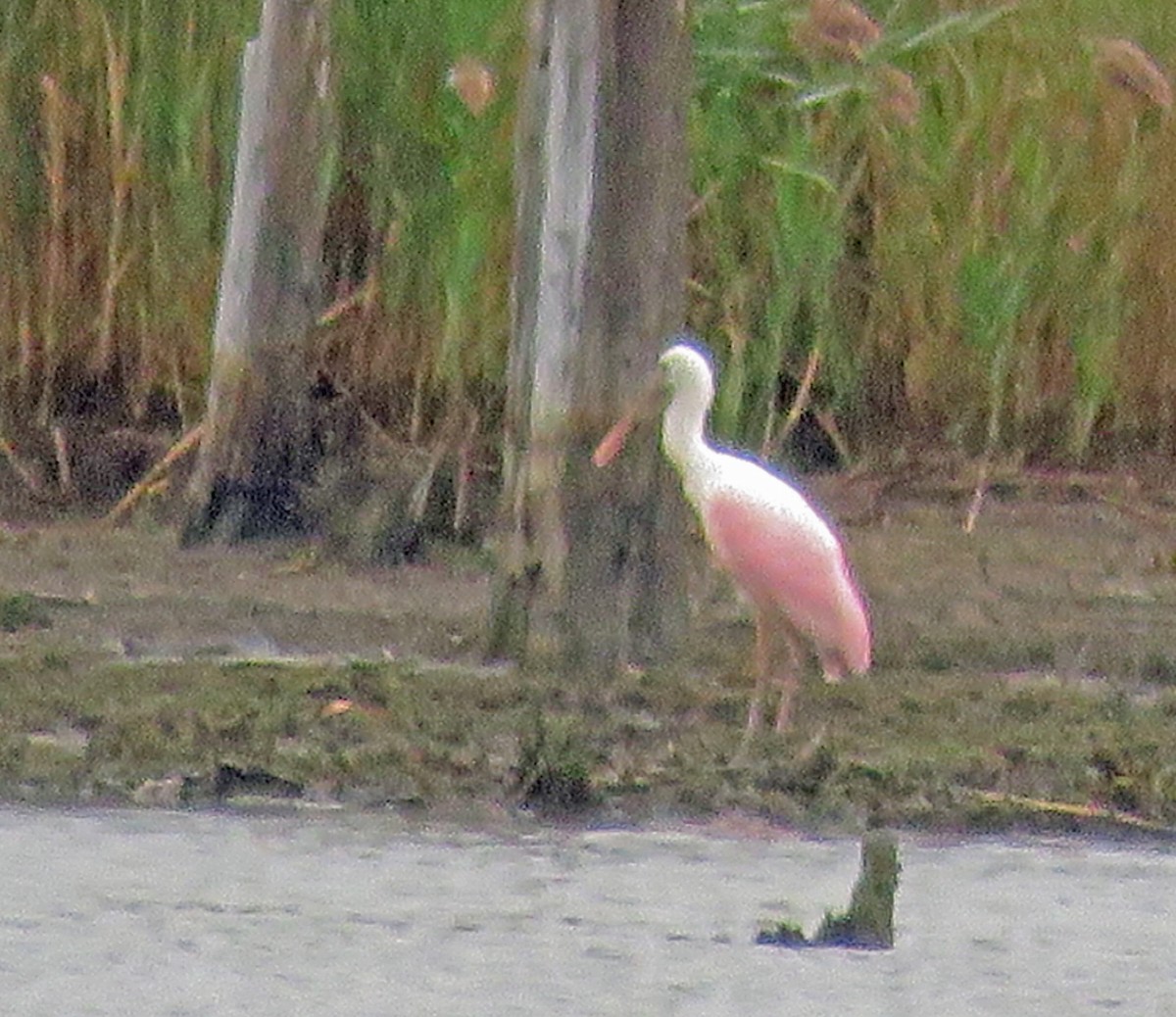 Roseate Spoonbill - Sue and Alan Young